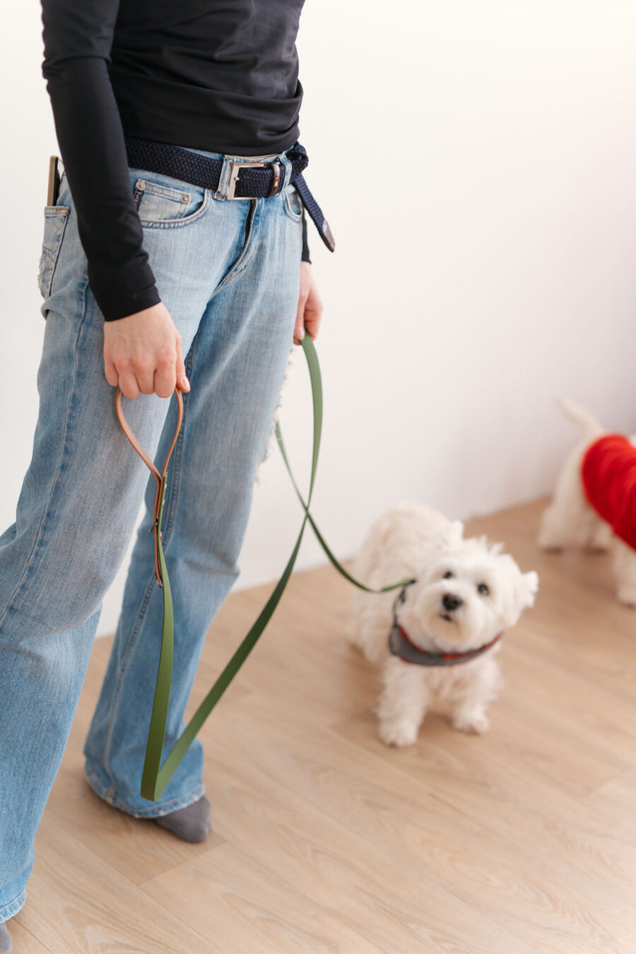 Girl in blue jeans holding biothane leash and westie dog is standing next to her looking at her