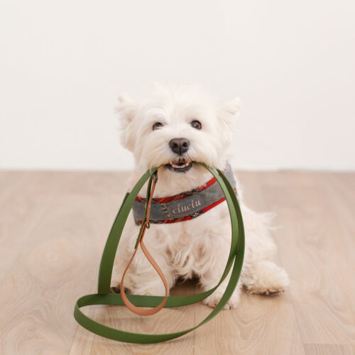 Westie dog sitting with a biothane leash holding in mouth