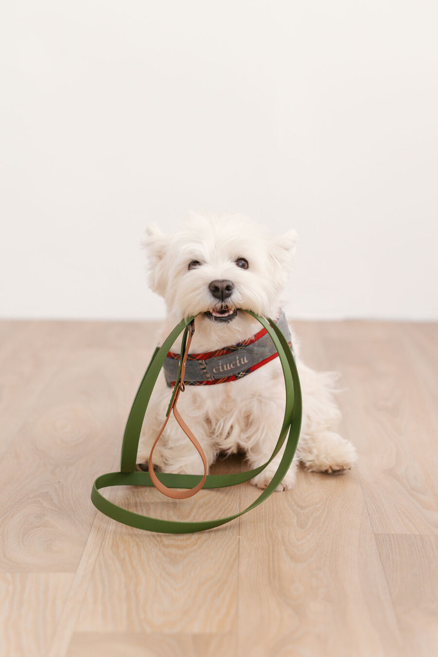 Westie dog sitting with a biothane leash holding in mouth