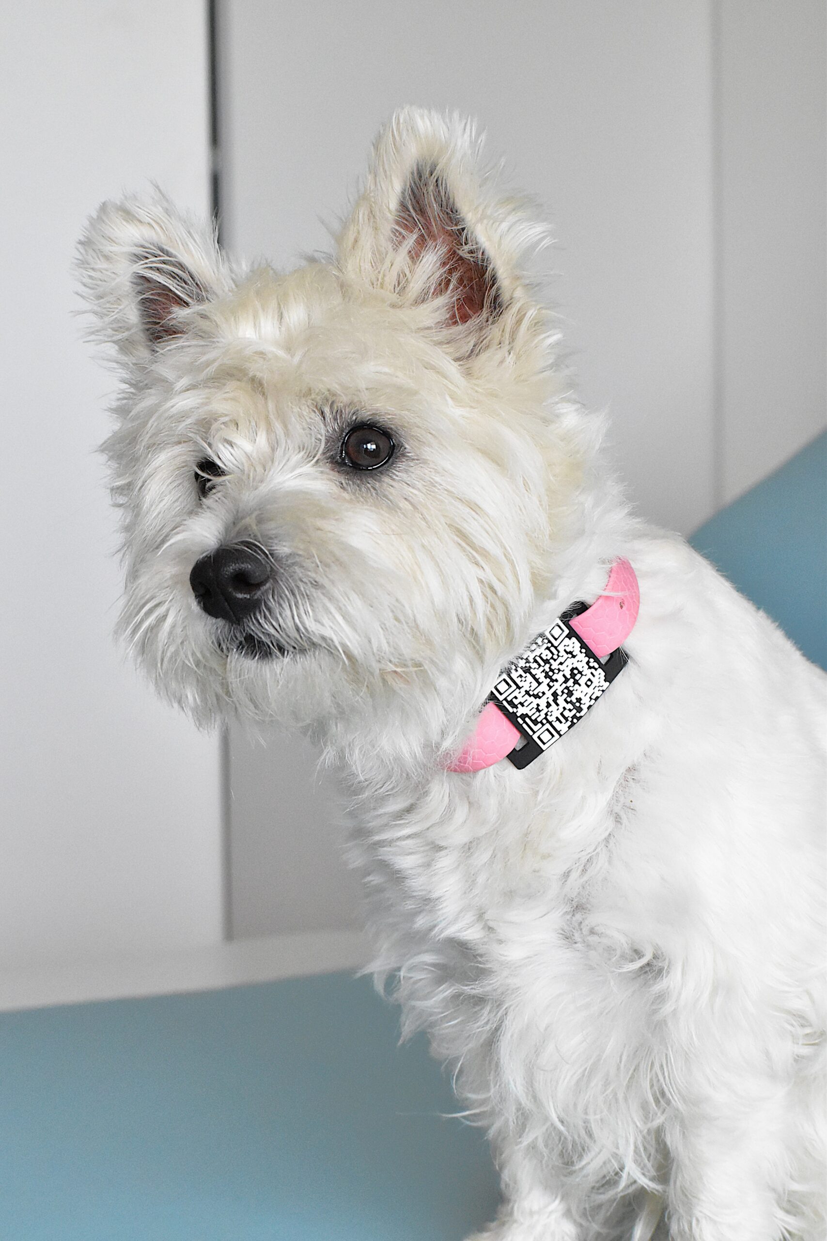 Westie White Dog looking not to camera and has a pink collar with qr code tag as business card for dog