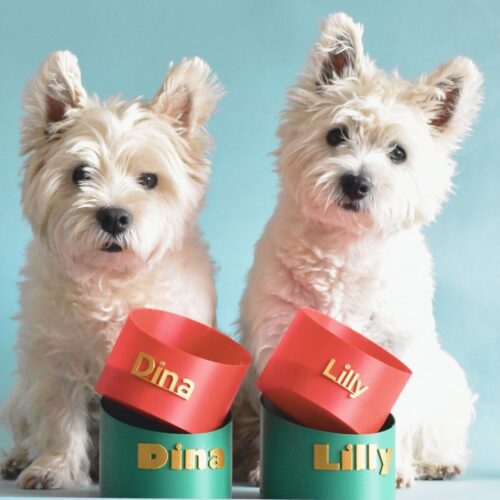 Biodegradable dog bowl in red and green with two wite dogs sitting nxt to bowls