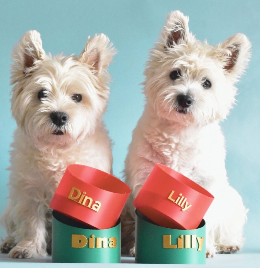 Biodegradable dog bowl in red and green with two wite dogs sitting nxt to bowls