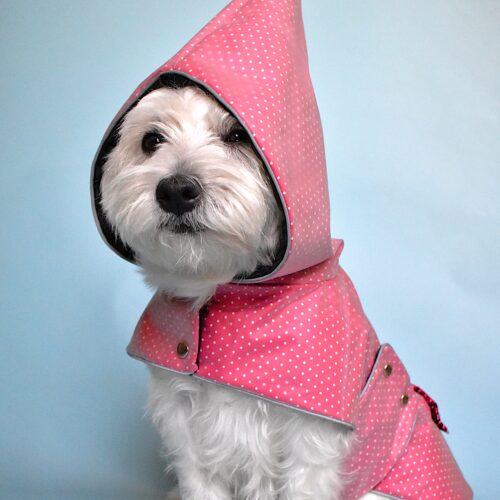 Westie sittin in blue background and wears transparent polak dotty red dog coat in dwarfs hood