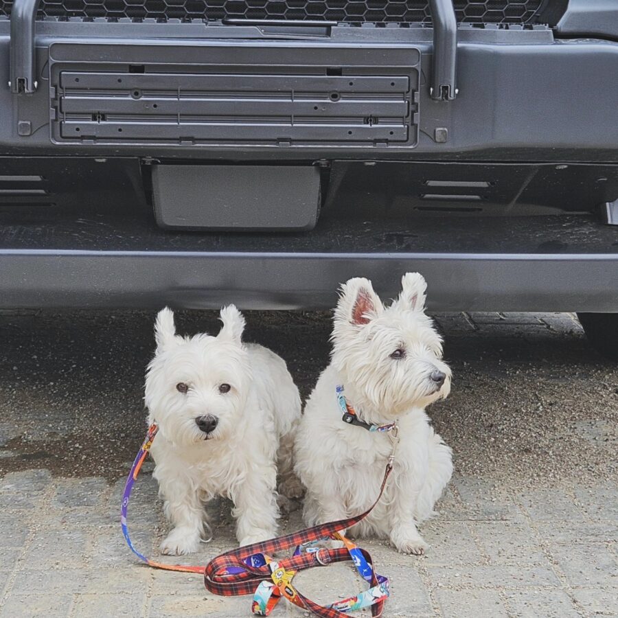 Travelers Leash for Your Small Dog - Image 9