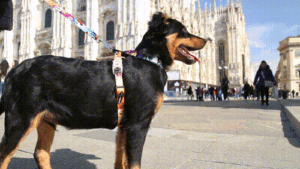 dog standing with travel theme harness and waterproof leash