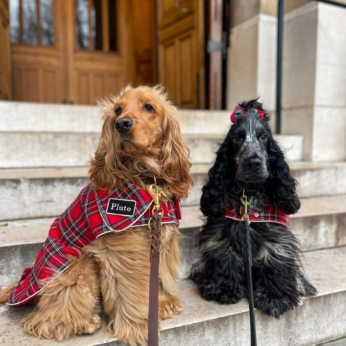 Spaniel Clothes