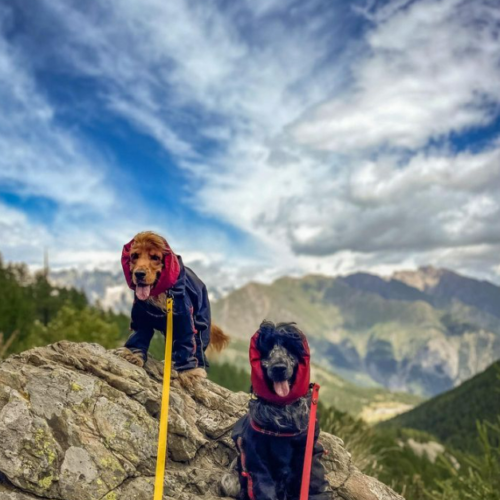 Two spaniels sitting on top of th hill wearing overall raincoats