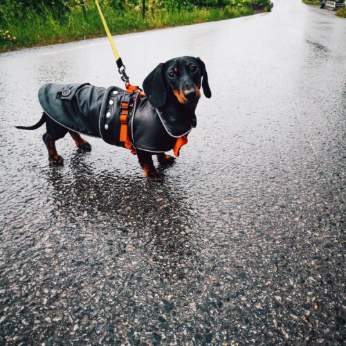 Waterproof Dachshund COAT with Collar or Hood