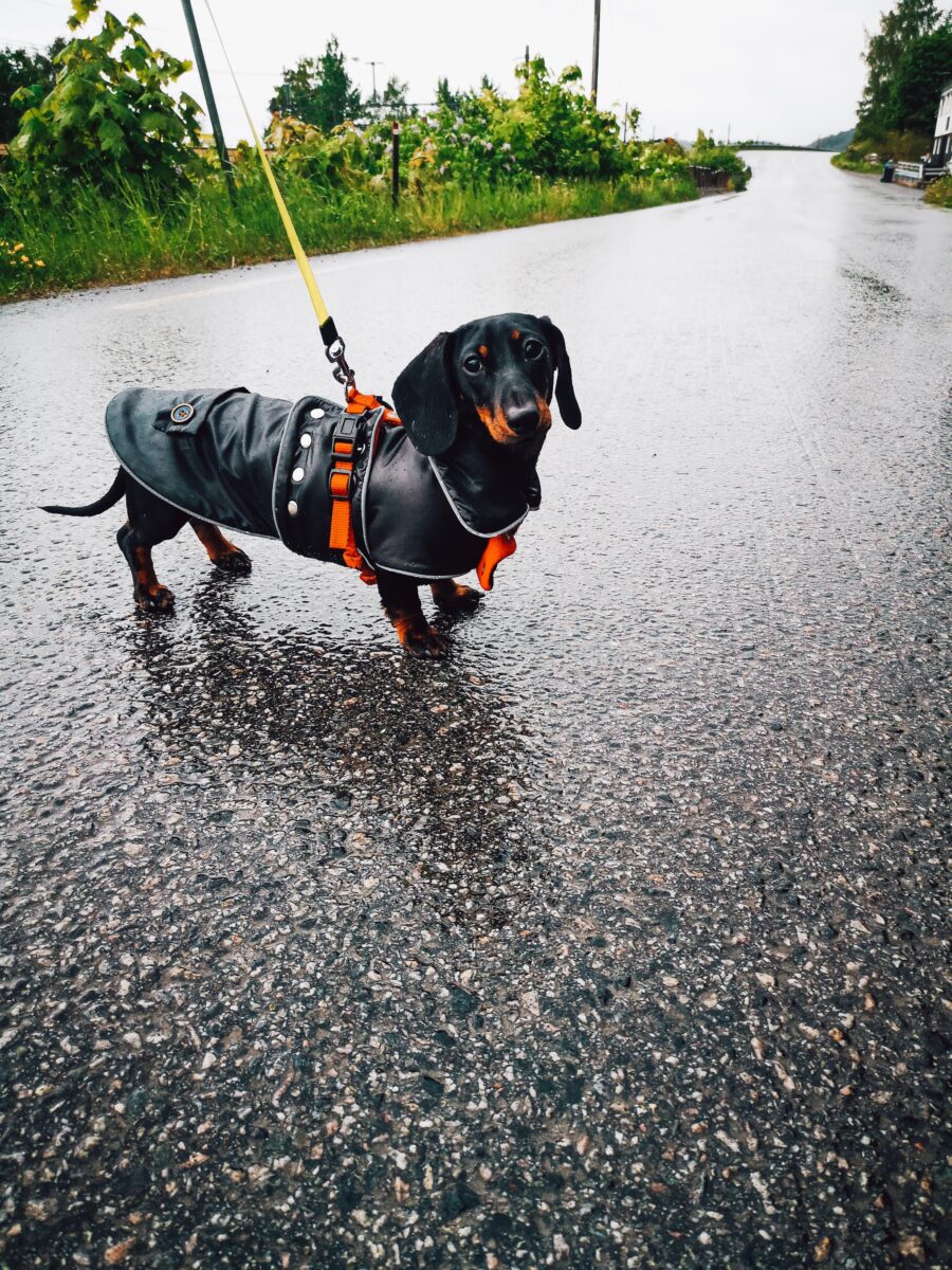 Waterproof Dachshund COAT with Collar or Hood