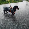 Waterproof Dachshund COAT with Collar or Hood - Image 22