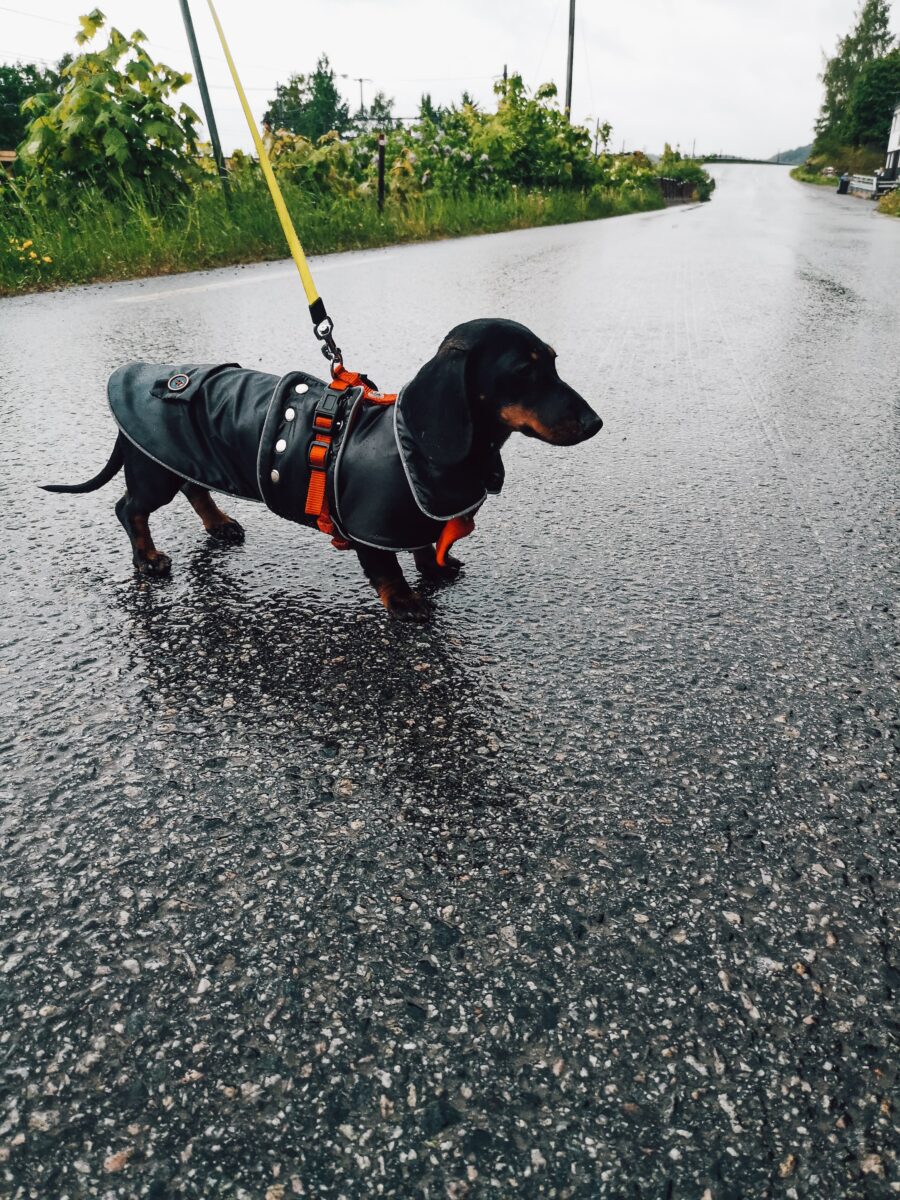 Waterproof Dachshund COAT with Collar or Hood - Image 22