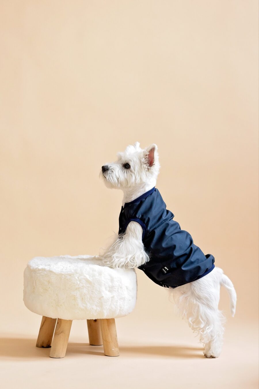 Black Dog Vest - Image 2