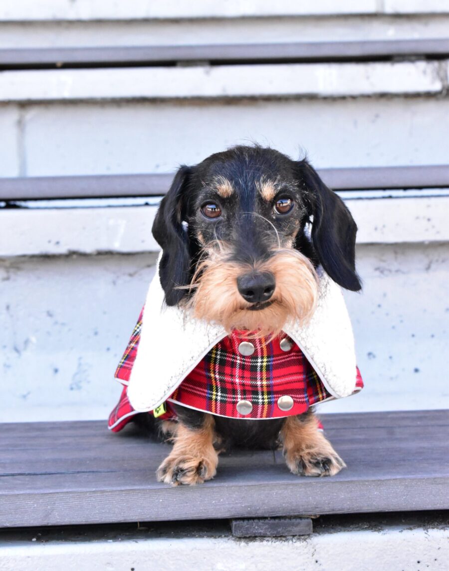 dachshund in plaid coat dog winter coat bestdograincoats ciuciu