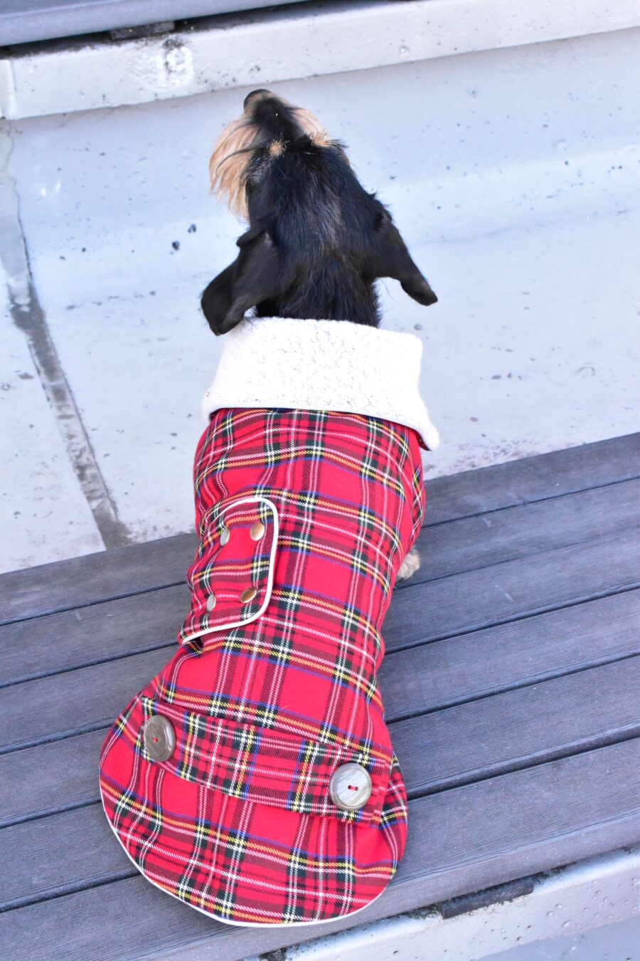 dachshund in plaid coat dog winter coat bestdograincoats ciuciu