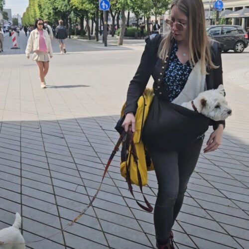 Senior Dog Sling