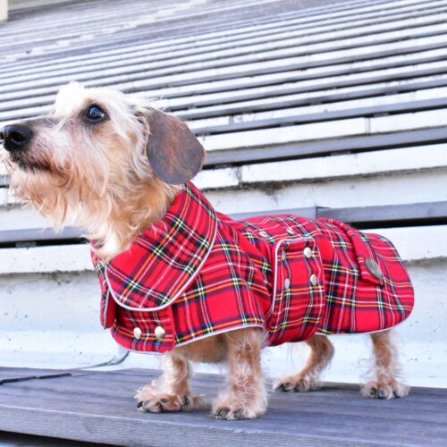 dachshund in plaid coat dog winter coat bestdograincoats ciuciu