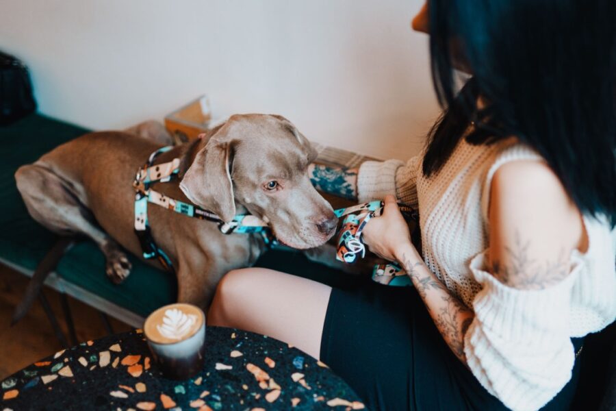 Coffe Adjustable Leash for Your Small Dog - Image 7