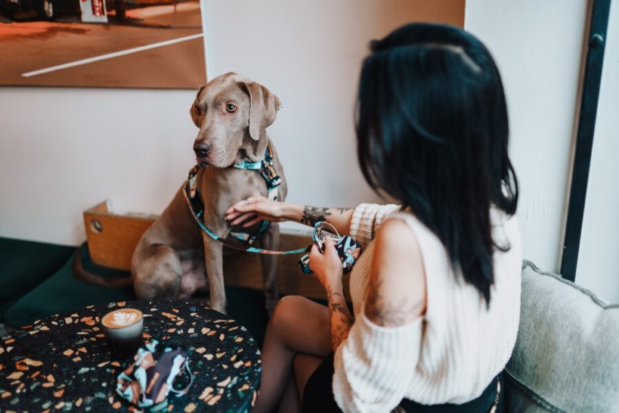 Coffe Adjustable Leash for Your Small Dog - Image 6