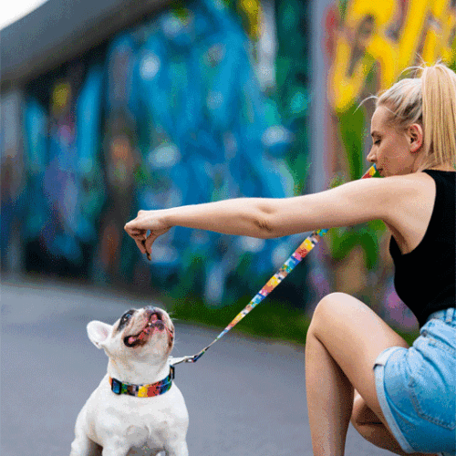 Colorful Leash for Your Small Dog