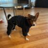 Basenji-raincoat-overall-waterproof-ciuciu-bestdograincoats