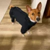 Basenji-raincoat-overall-waterproof-ciuciu-bestdograincoats