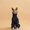Basenji in black overall raincoat sitting and looking to you