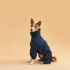 Basenji in black overall raincoat sitting and looking to camera