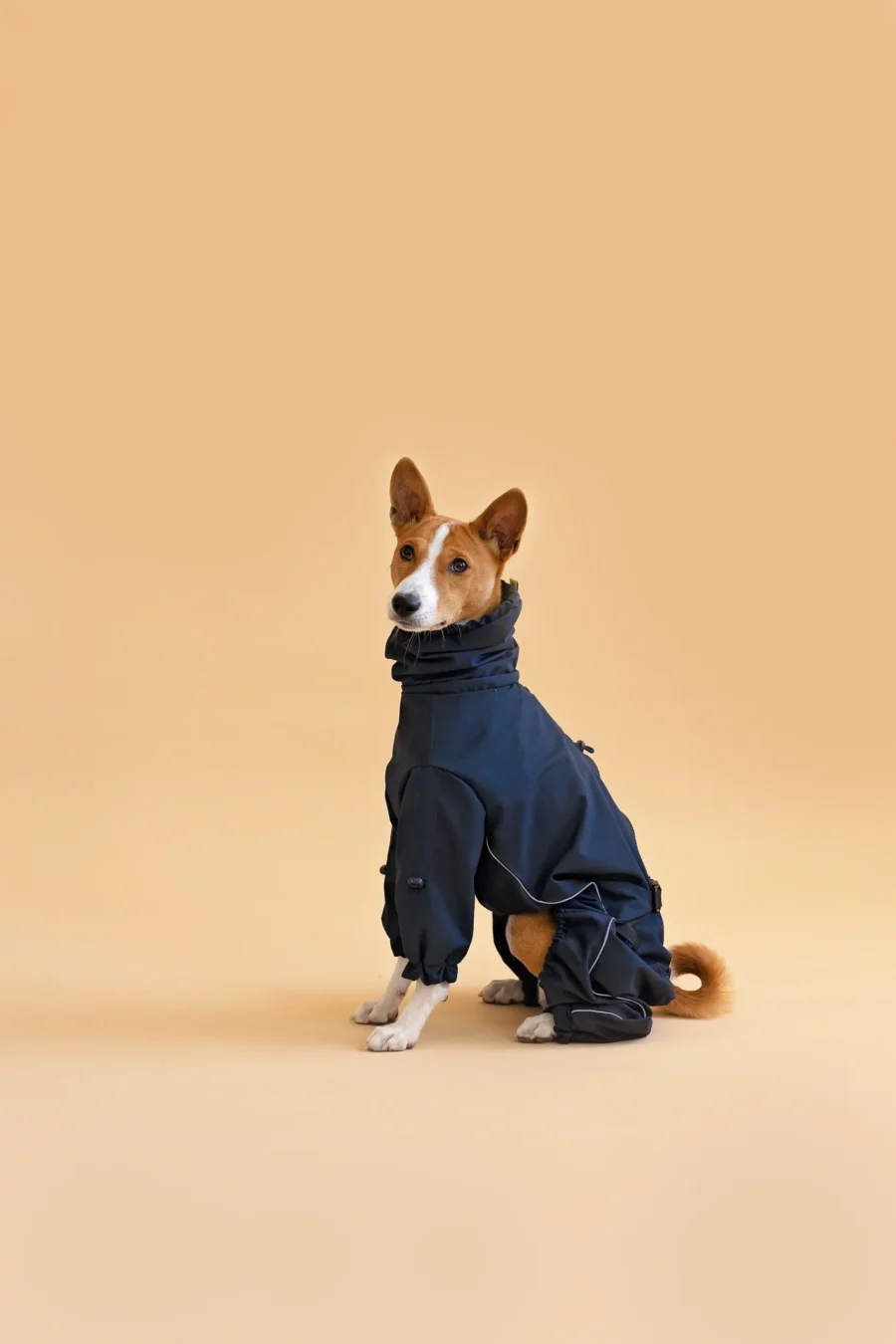 Basenji in black overall raincoat sitting and looking to camera