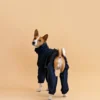 Basenji in black overall raincoat looking back