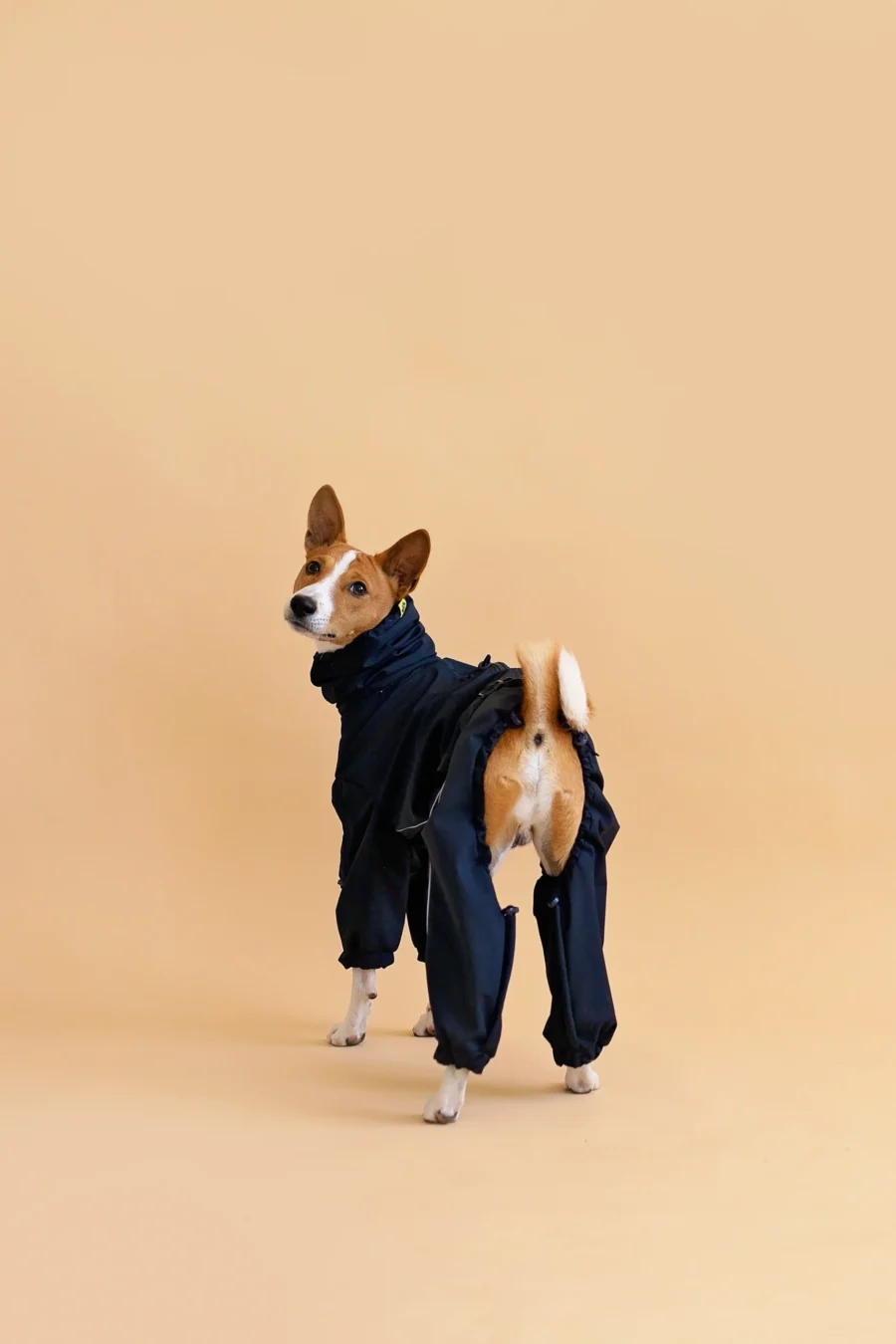 Basenji in black overall raincoat looking back