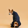 Basenji in black overall raincoat sitting back front and looking back