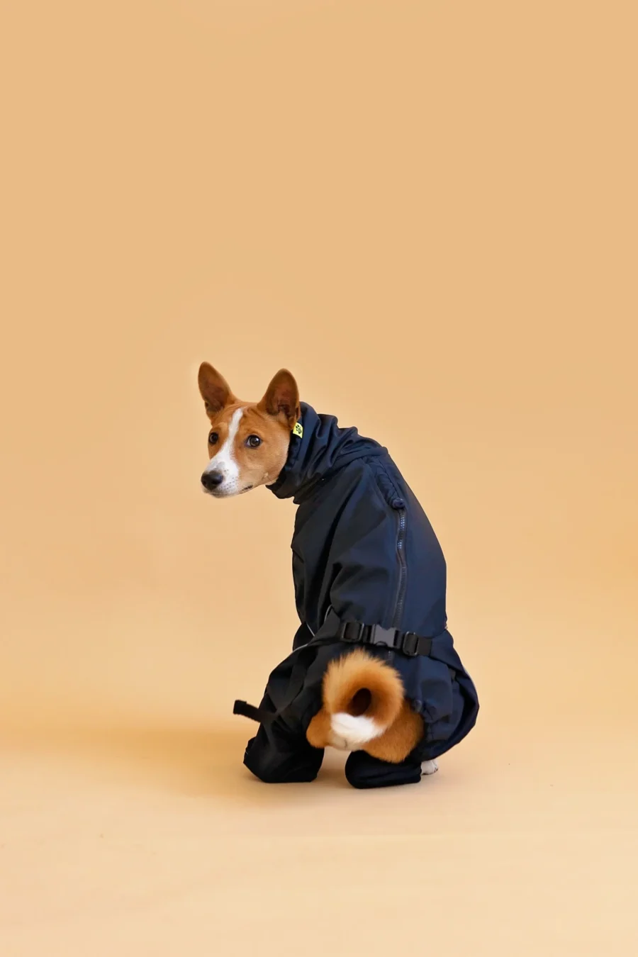 Basenji in black overall raincoat sitting back front and looking back