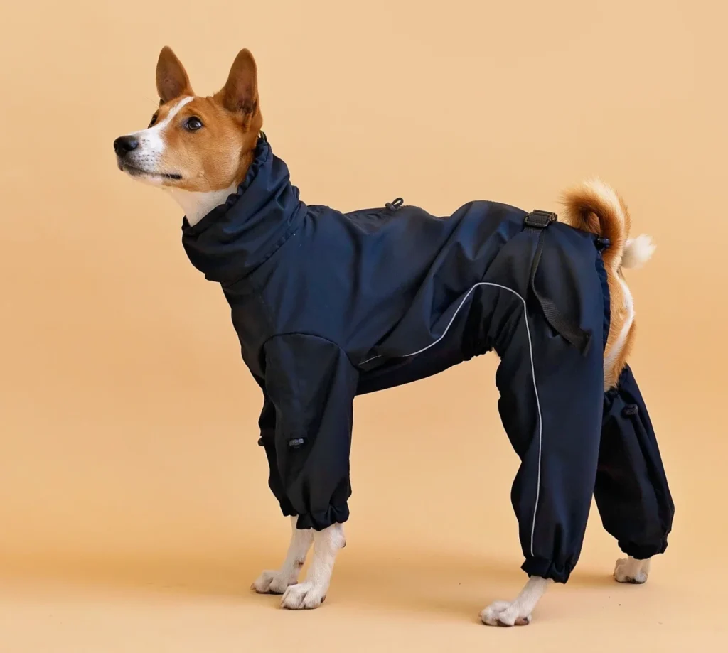 Basenji in black overall raincoat looking left up, side view