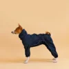 Basenji in black overall raincoat standing side