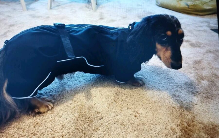 Waterproof Overall Dachshund Clothes for Winter - Image 8