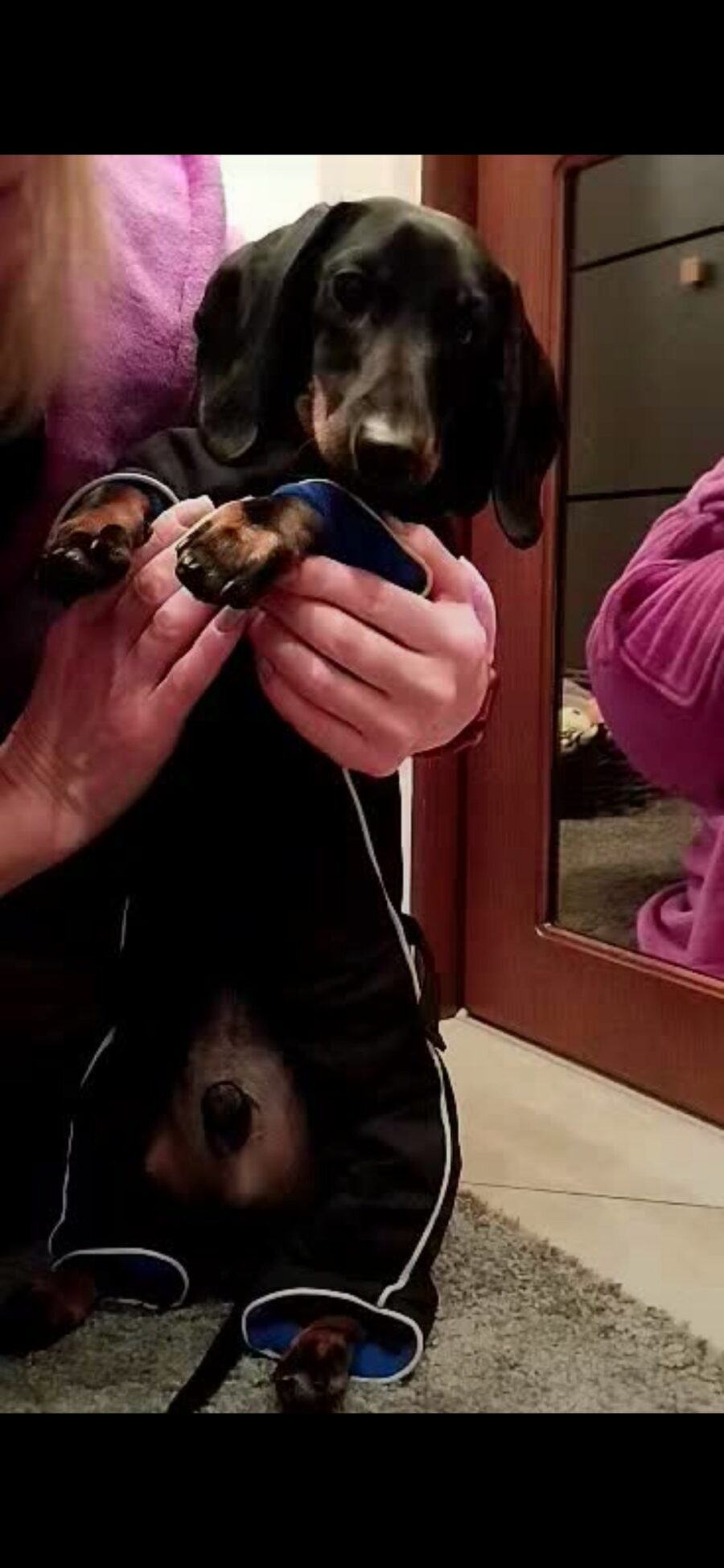 Waterproof Overall Dachshund Clothes for Winter - Image 7
