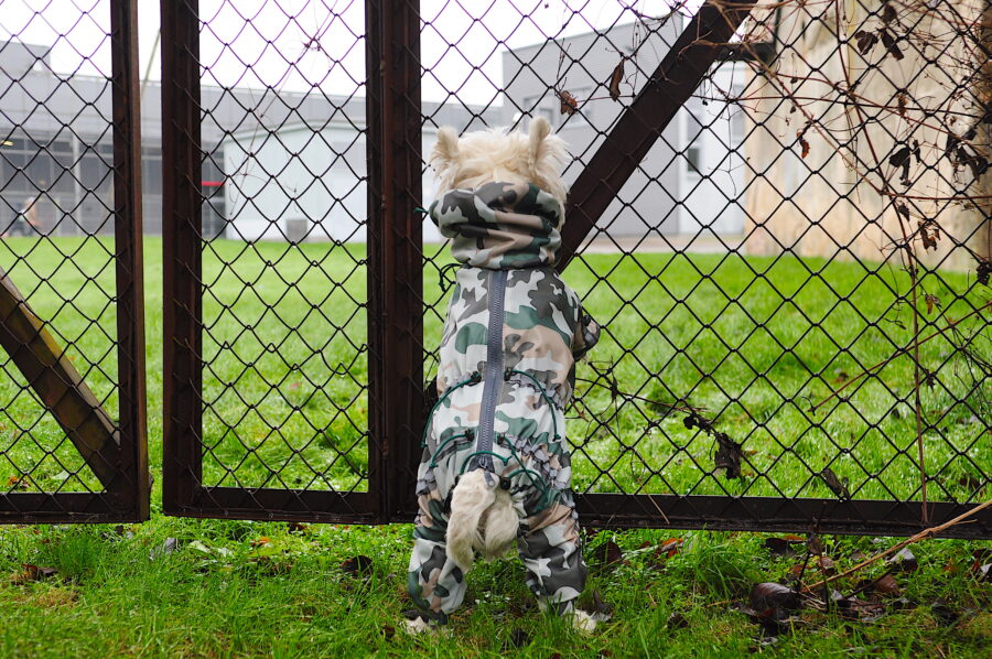 westie in a camouflage raincoat matches the surrounding