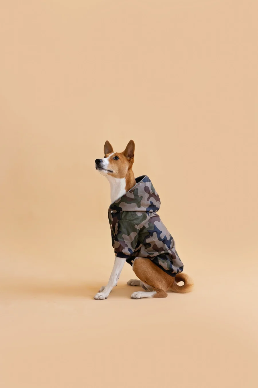 Basenji sitting in beige background wearing camouflage jacket made by ciuciu