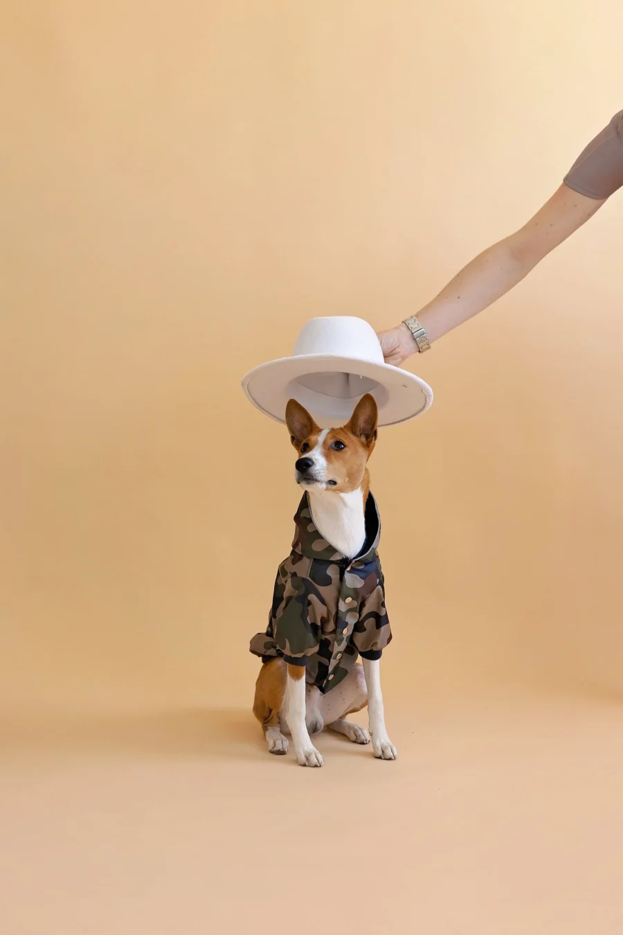 Basenji sitting in beige background wearing camouflage jacket made by ciuciu. dow owner is holding white hat above basenji as a protection.