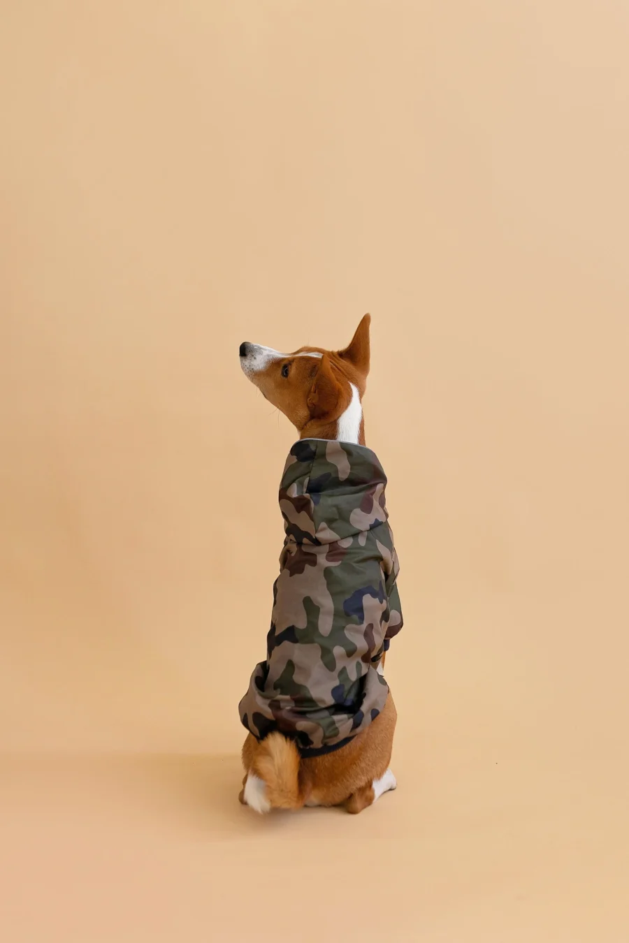 Basenji sitting in beige background backwards wearing camouflage jacket made by ciuciu