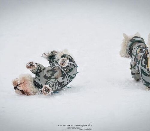 Westie dog on snow wearing Camouflage-dog raincoat ciuciu bestdograincoat, photo by NishaNala