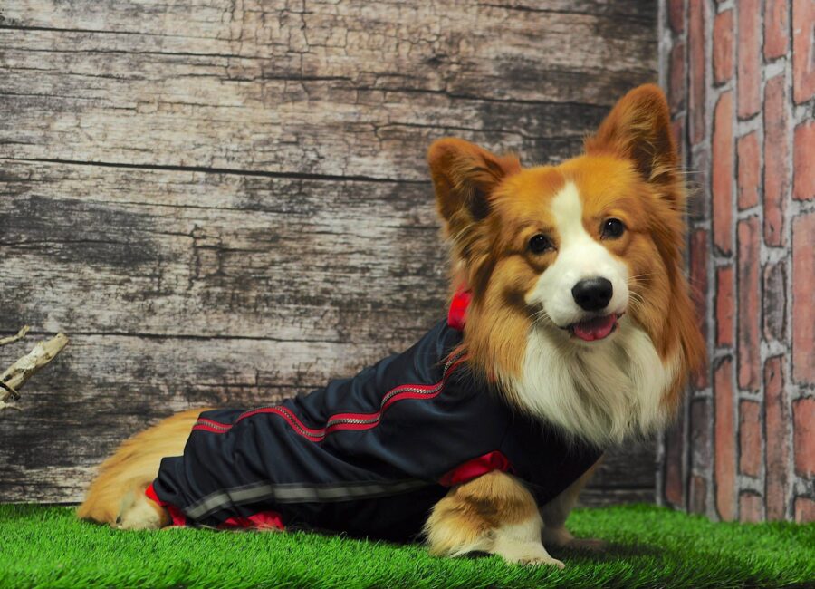 orange corgi in black raincoat bestdograincoat