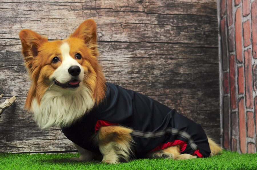 orange corgi in black raincoat bestdograincoat