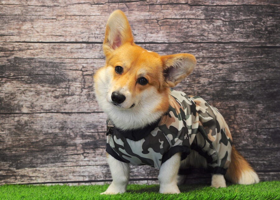 orange corgi in camouflage raincoat bestdograincoat