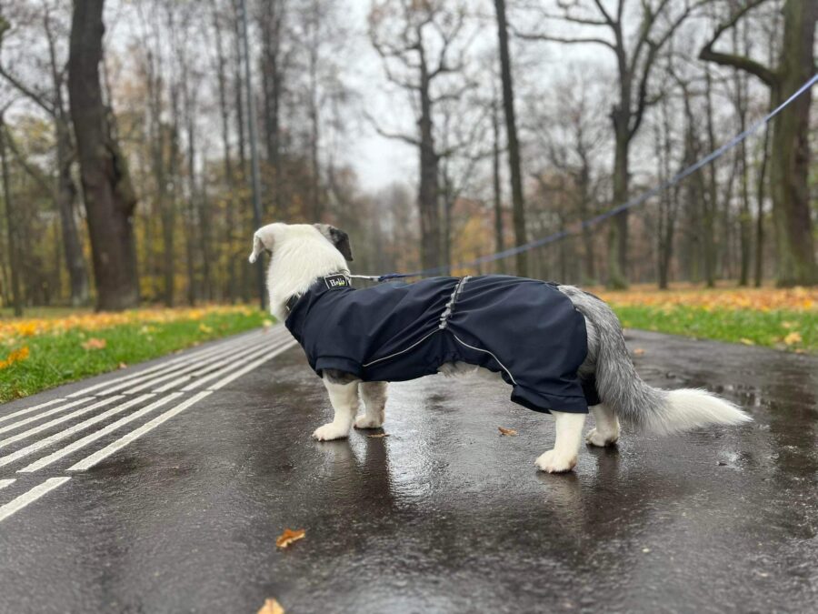 Corgi standing by side in the rain in the park wearing bestdograincoats.com black raincoat