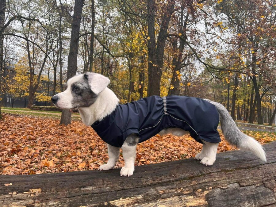 Corgi standing by side in the rain in the park wearing bestdograincoats.com black raincoat