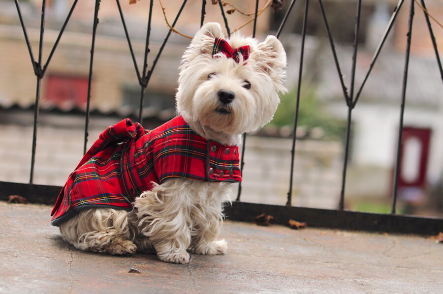 Westie in a scotish dress coat