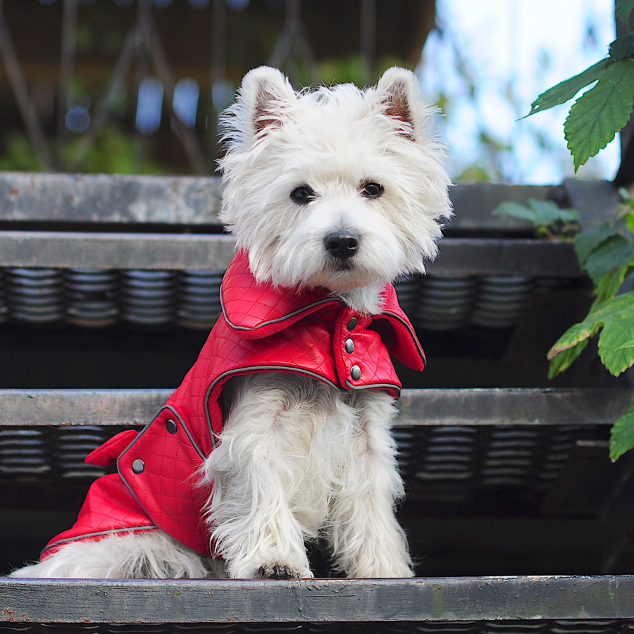 White dog sitting and looking, wearing Plaid Dog Coat-CiuCiu Bestdograincoats