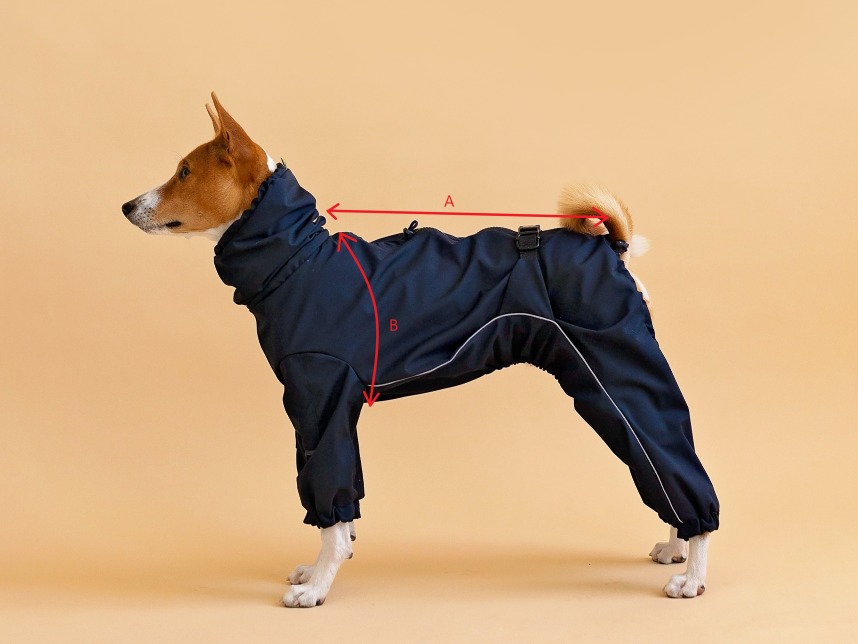 basenji in black raincoat standing sideways in beige background with instructions to measure back and chest.