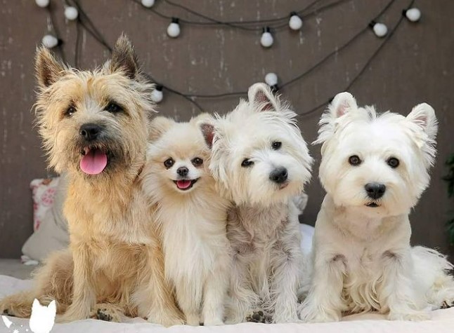 varios-dog-breeds-cairn-westies-spitz